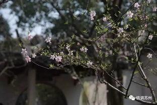 国产久丁香,传承与创新中的民族香氛传奇